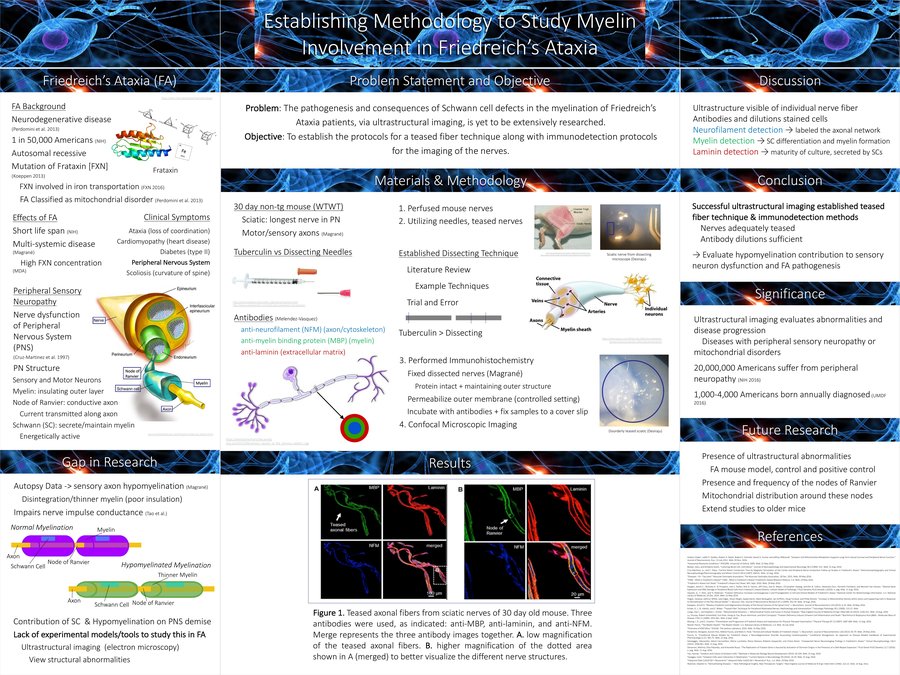 Weill Cornell Friedreich's Ataxia research poster thumbnail